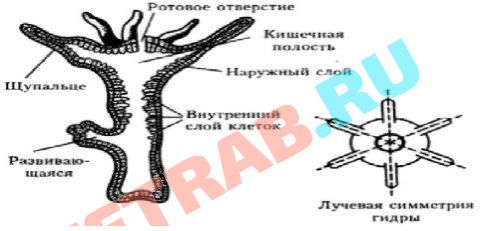 Активная ссылка кракен